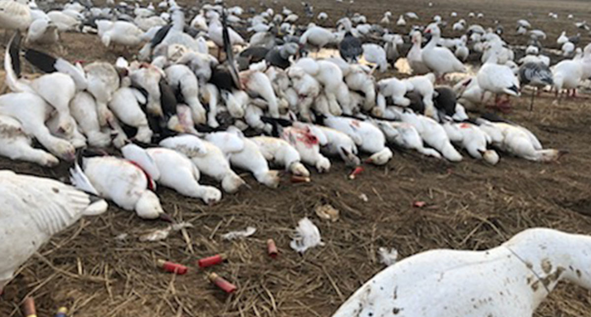 Missouri-Snow-Goose-Special-Img