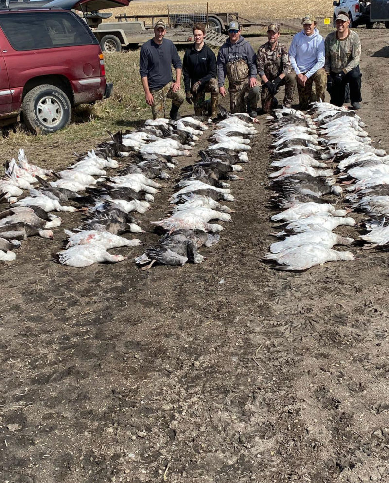 North Dakota Spring Snow Goose Hunting Guides & Outfitter