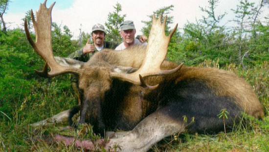 Newfoundland Moose Hunting | Newfoundland Moose Hunting Guides & Bear ...