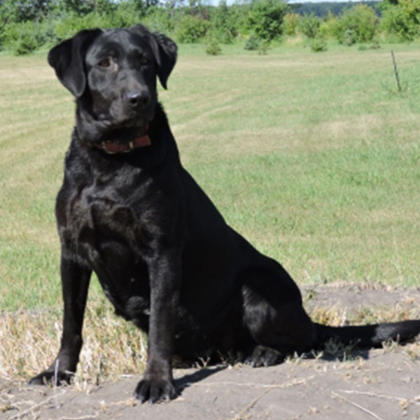 Brensue-Labs-img01