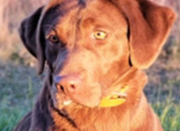 Brensue-Labs-img02