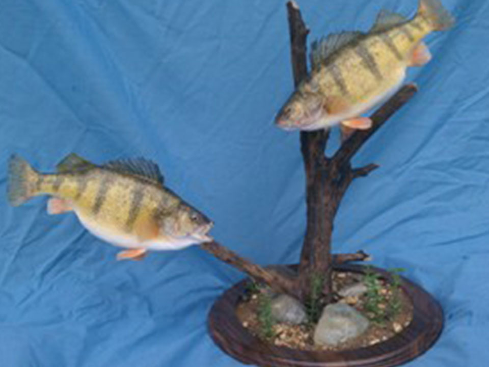 Fish Taxidermy - Fish Taxiderist Showroom