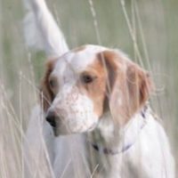 Professional Pointer Trainers and Pointer Training