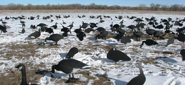 The Other Guys Outfitters Nebraska Combo Duck and Canada Goose