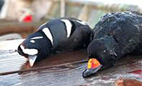Aleutian-Island-img01