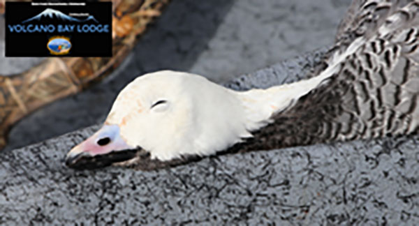 Aleutian-Island-img03