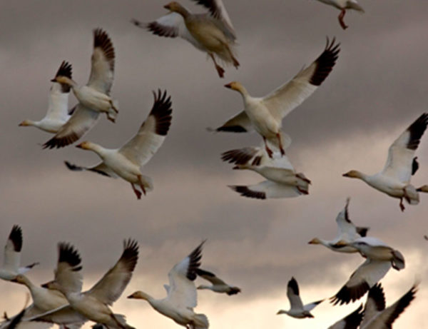 The Migration Patterns and Population Explosion of the Snow Goose