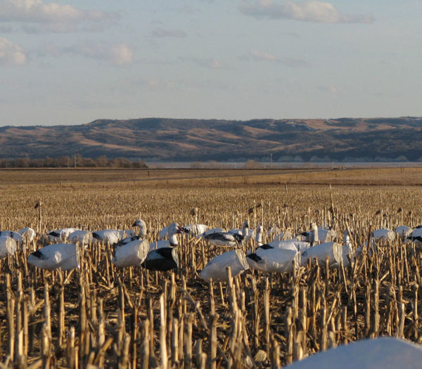 South Dakota Spring Snow Goose Hunting Guides & Outfitters