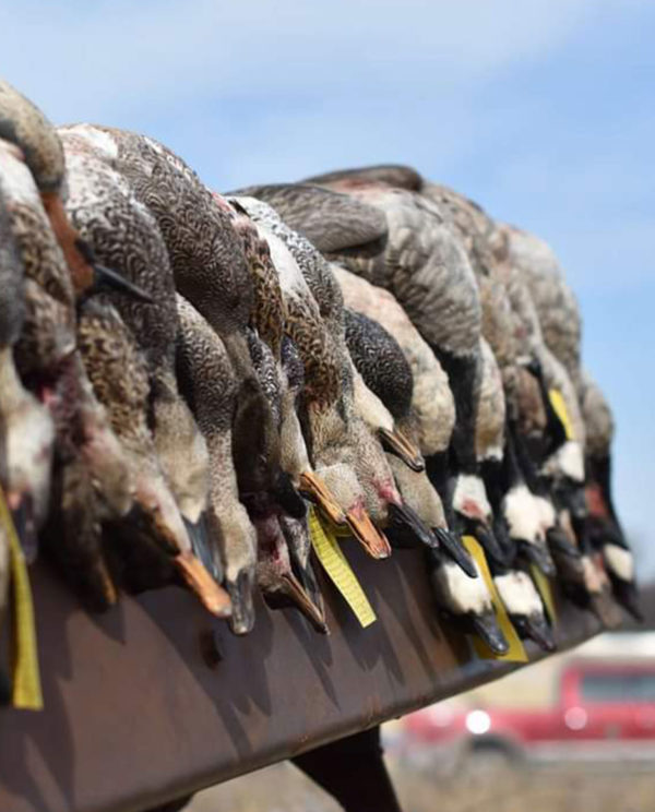 Texas Duck Hunting Texas Waterfowl Hunting Guides