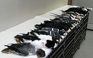 Sea Ducks Off Kodiak Island Gallery
