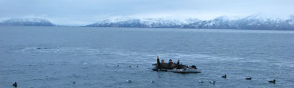 Sea Ducks Off Kodiak Island