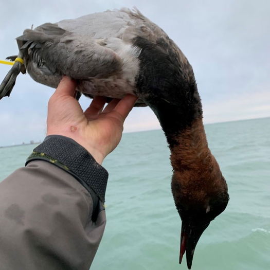 michigan diver hunting