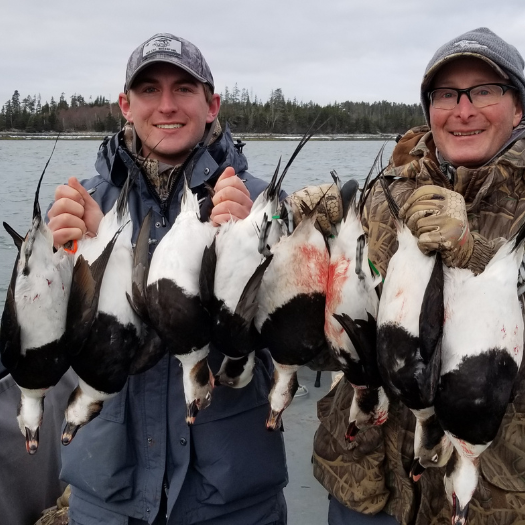Maine Guided Sea Duck Hunts