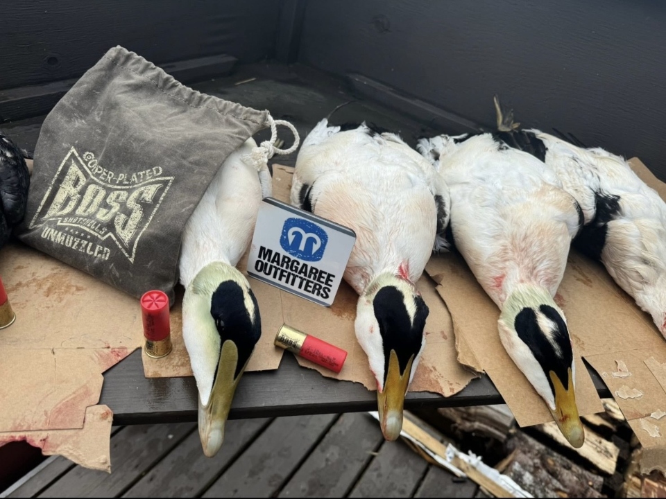 Newfoundland Duck Hunting Outfitters