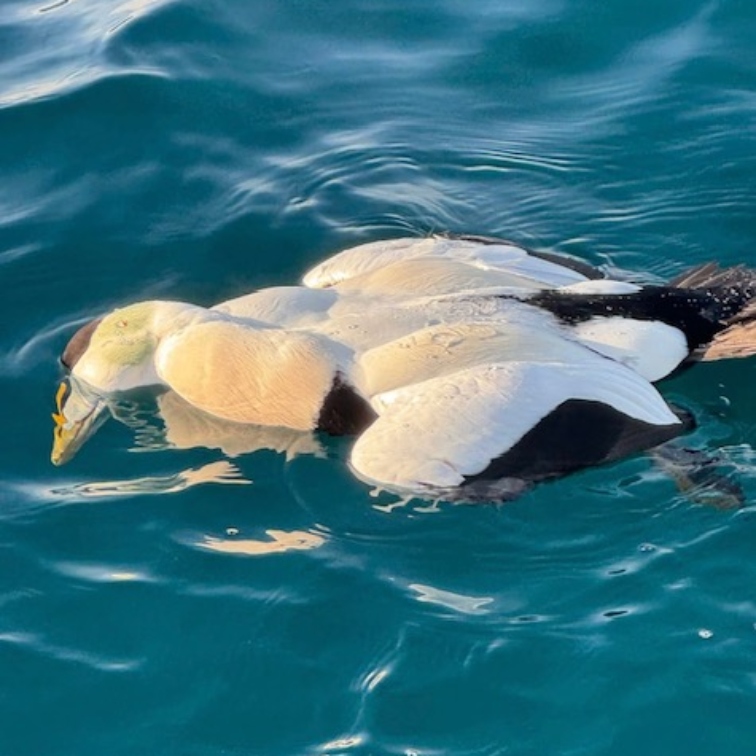 Newfoundland Sea Duck Hunts