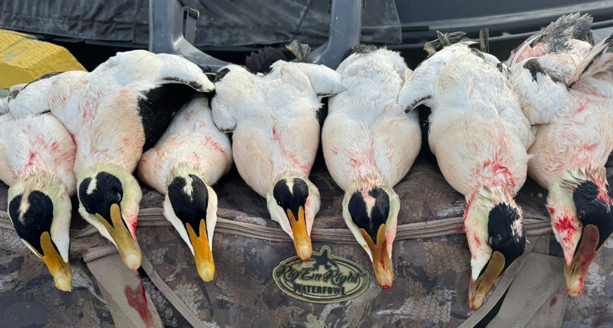 Newfoundland Sea Duck Hunting Guides