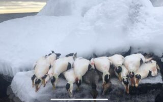 Newfoundland Sea Duck Hunting