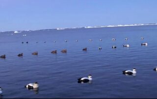 Newfoundland Guided Sea Duck Hunts