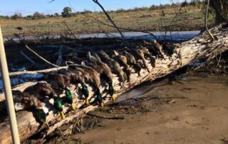 Texas Duck Hunting Guides