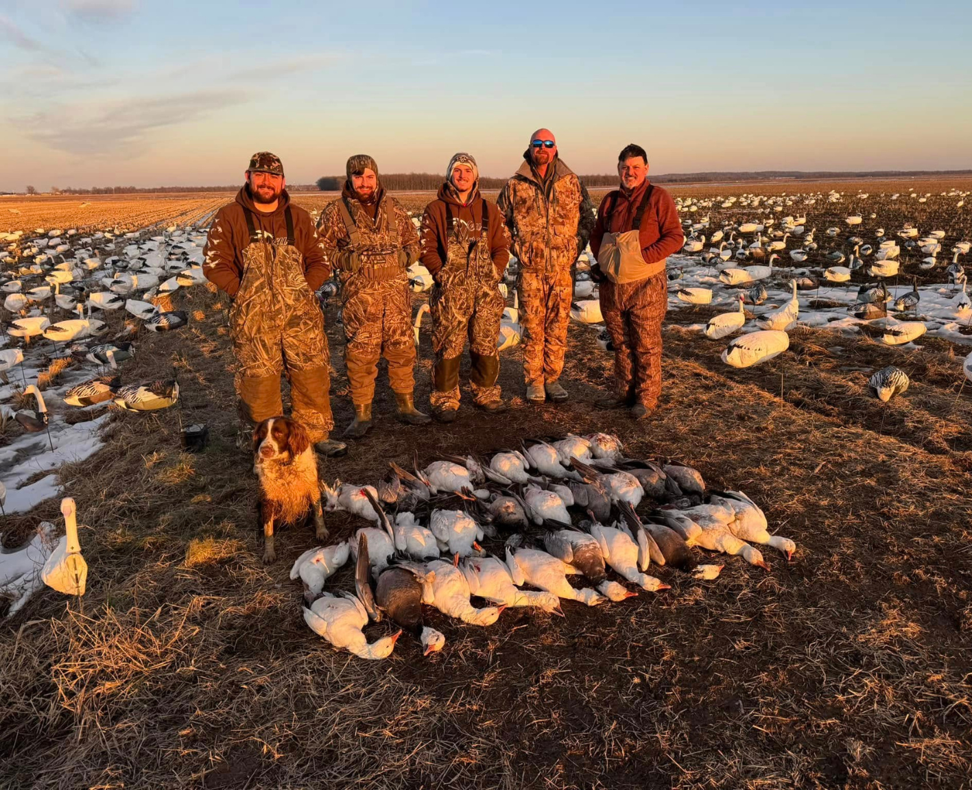 Arkansas Spring Snow Goose Hunts