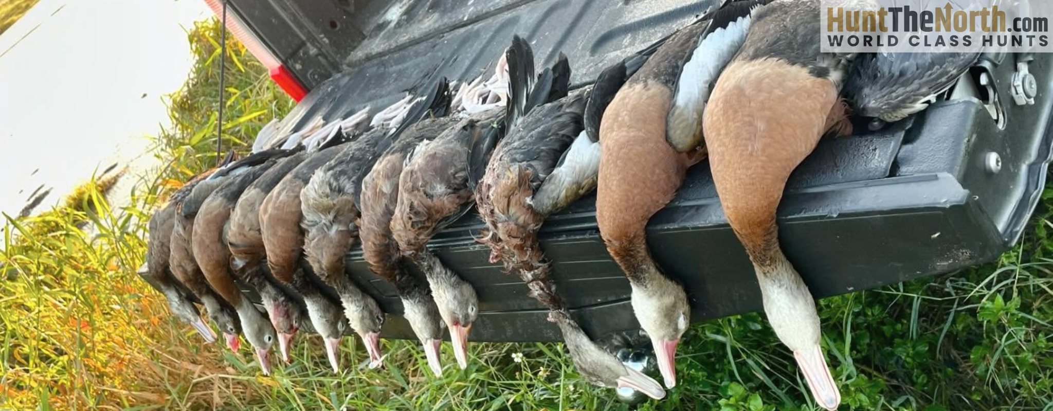 Florida Duck Hunts