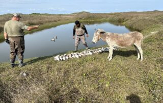 Mexico Guided Duck Hunts