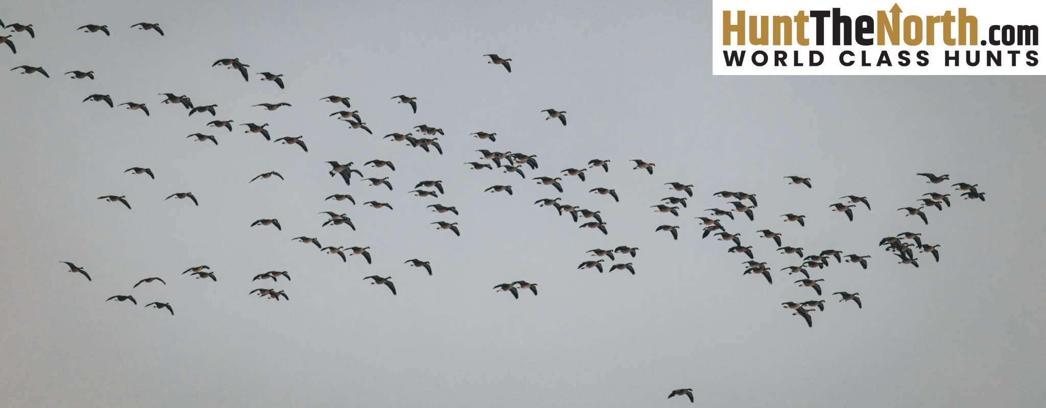 Premier Colorado Guided Canada Goose Hunts