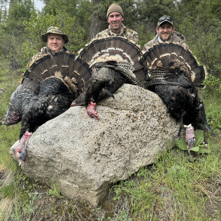 Washington Turkey Hunting
