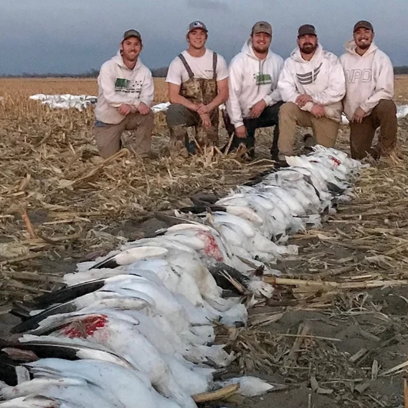 Kansas Spring Snow Goose Hunts