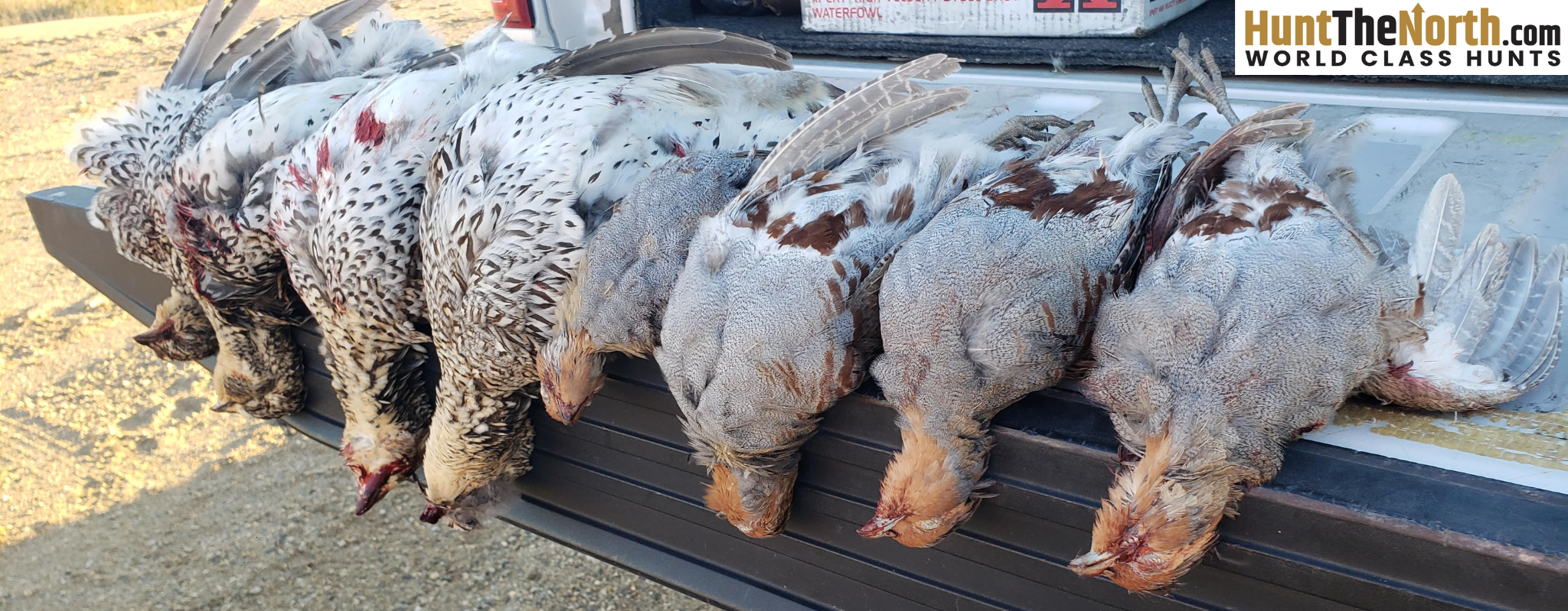 Saskatchewan Upland Bird Hunting Saskatchewan Upland Bird Hunting