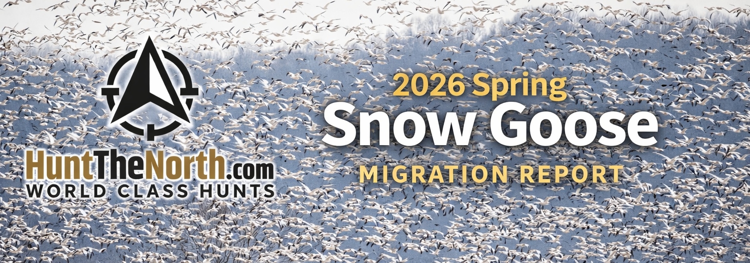 Spring snow goose migration report