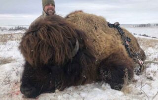 North Dakota Buffalo Hunting