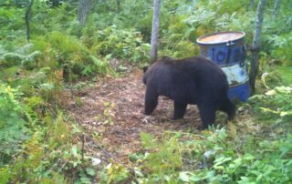 Minnesota Bear Hunting Guides