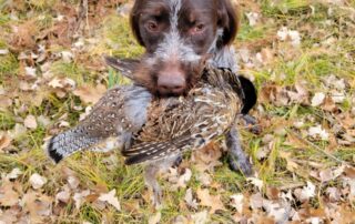 Minnesota Grouse Hunting
