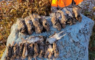 Minnesota Grouse Hunting Guides