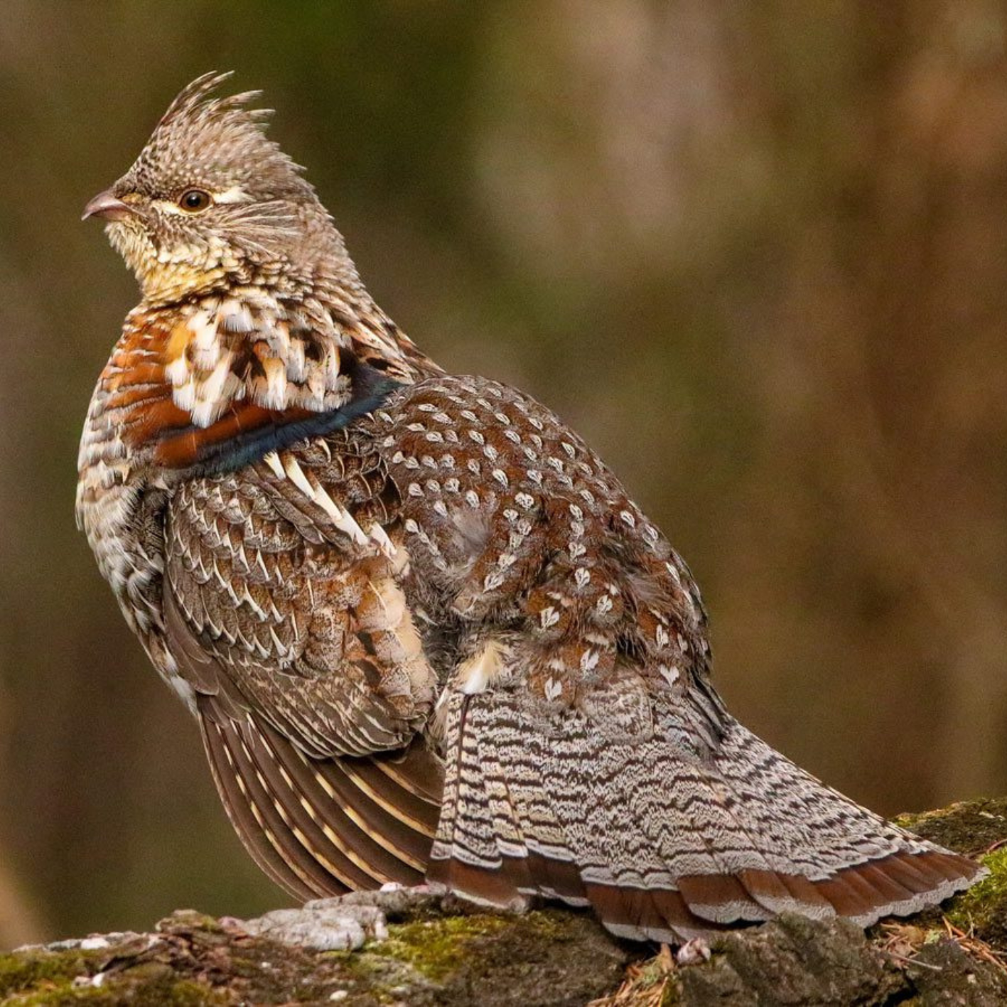 Michigan Upland Bird Hunts Michigan Upland Bird Hunts