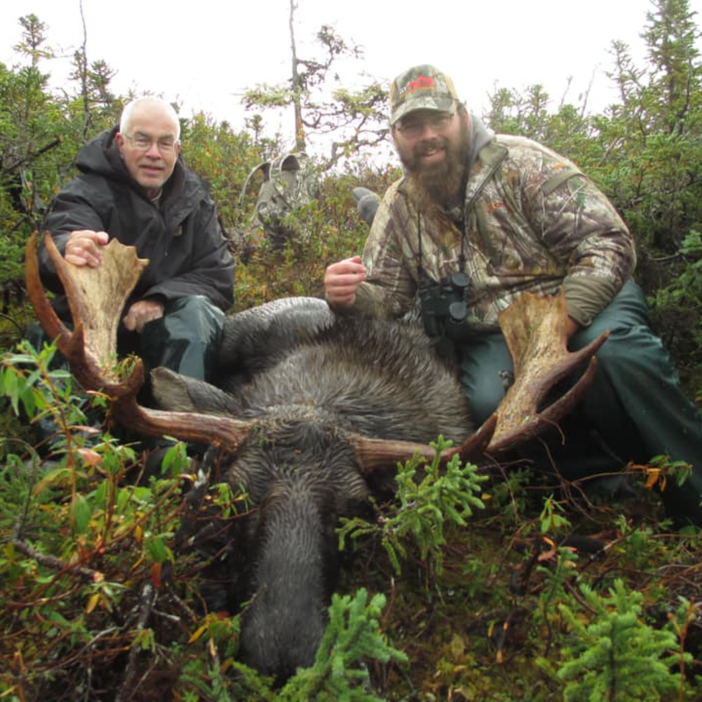 Newfoundland Moose Hunting