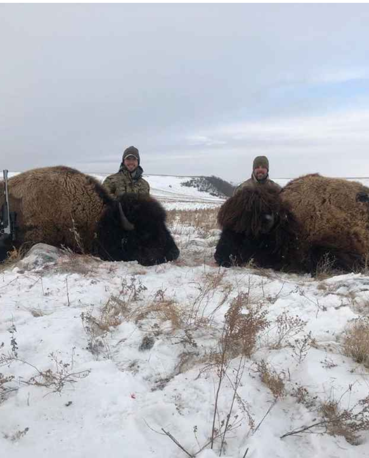North Dakota Buffalo Hunting