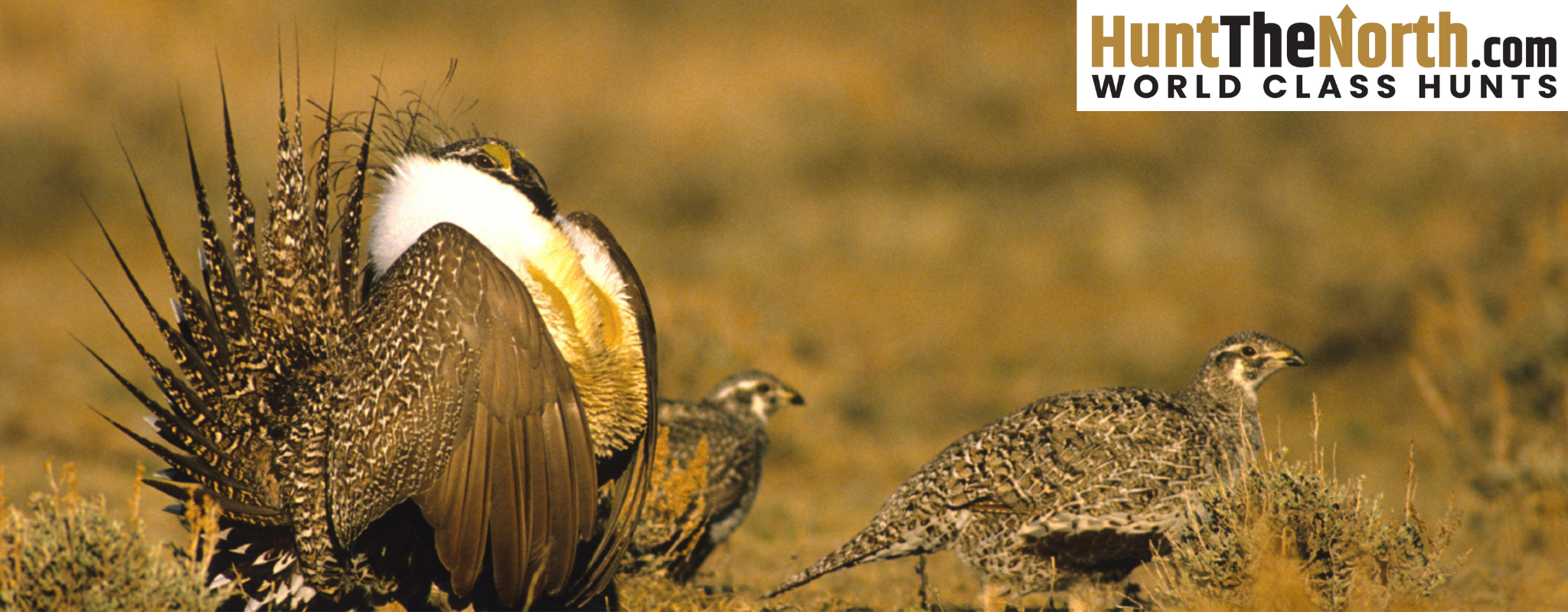 Wyoming Upland Bird Hunting