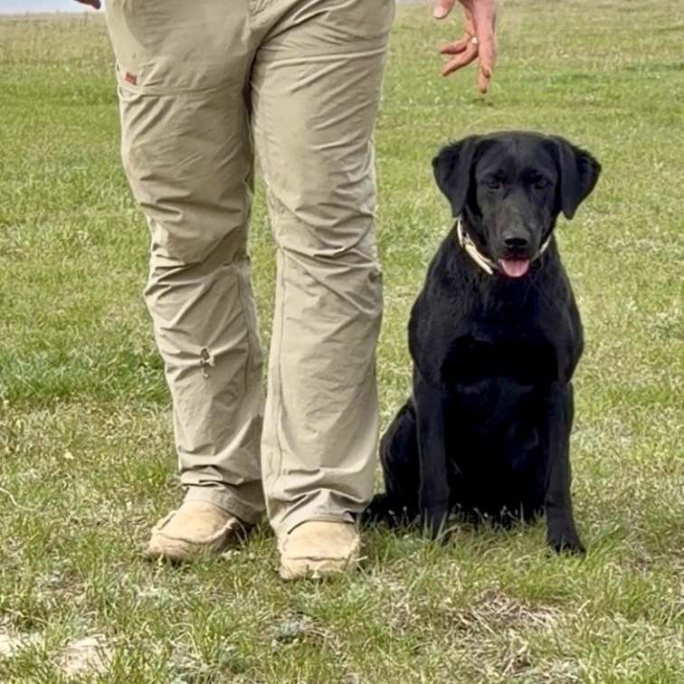 Professional Lab Training