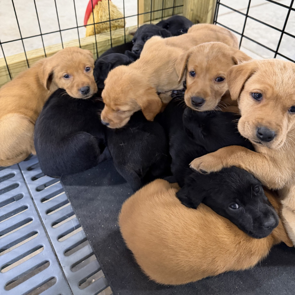 Lab Puppies Lab Puppies