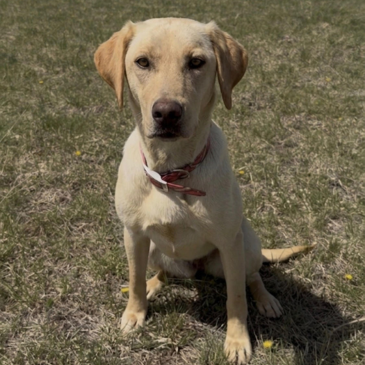 Lab Training & Lab Puppies