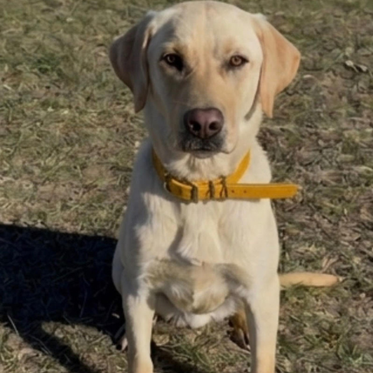Lab Training & Started Labs
