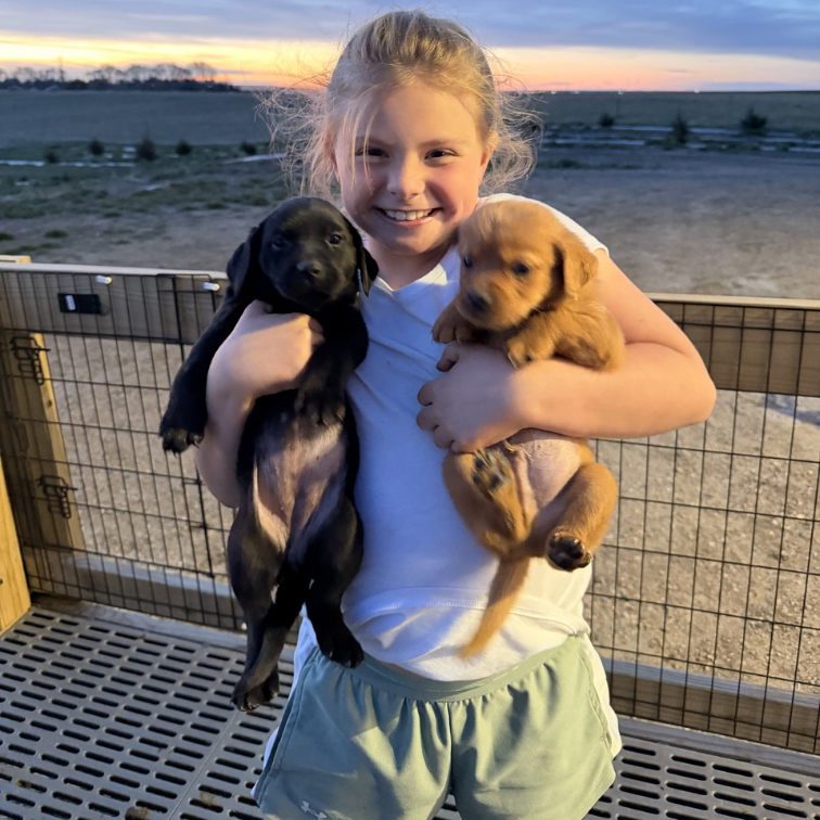 Lab puppies for hunting Lab puppies for hunting