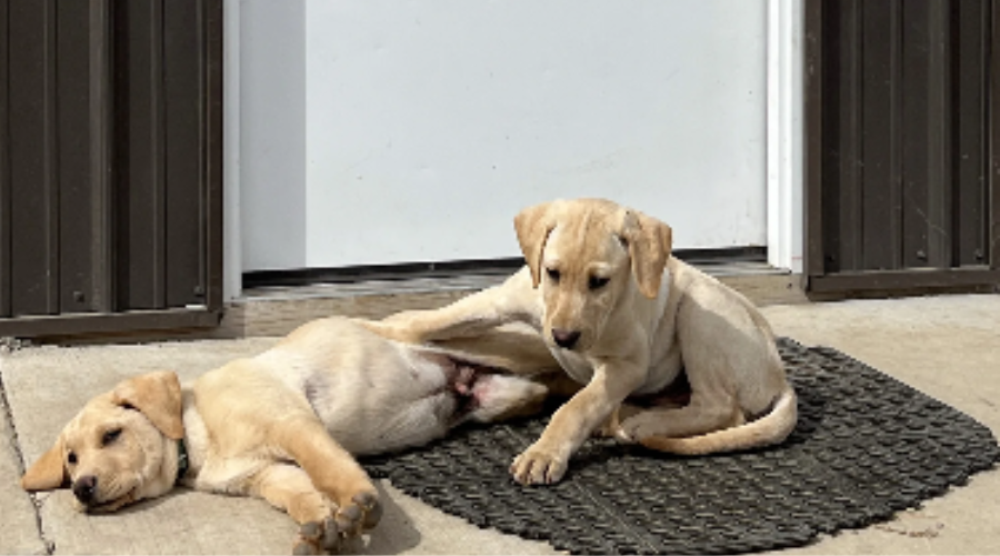 Professional Gun Dog Training