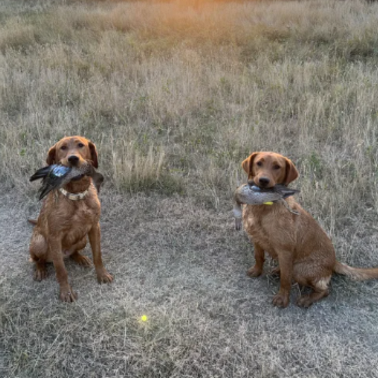 Professional Gun Dog Training