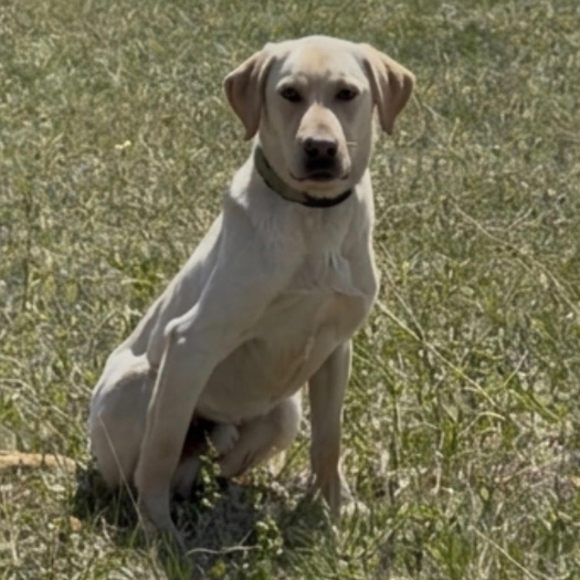 Professional Lab Training