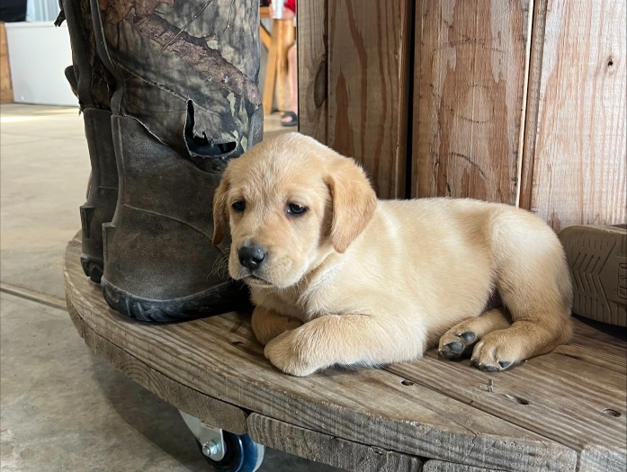 Lab Puppies Lab Puppies