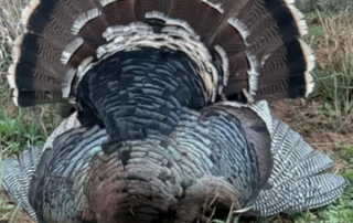 Fully Guided Turkey Hunts