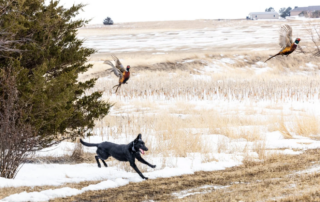 HighPoint Lodge SD South Dakota Pheasant Hunting